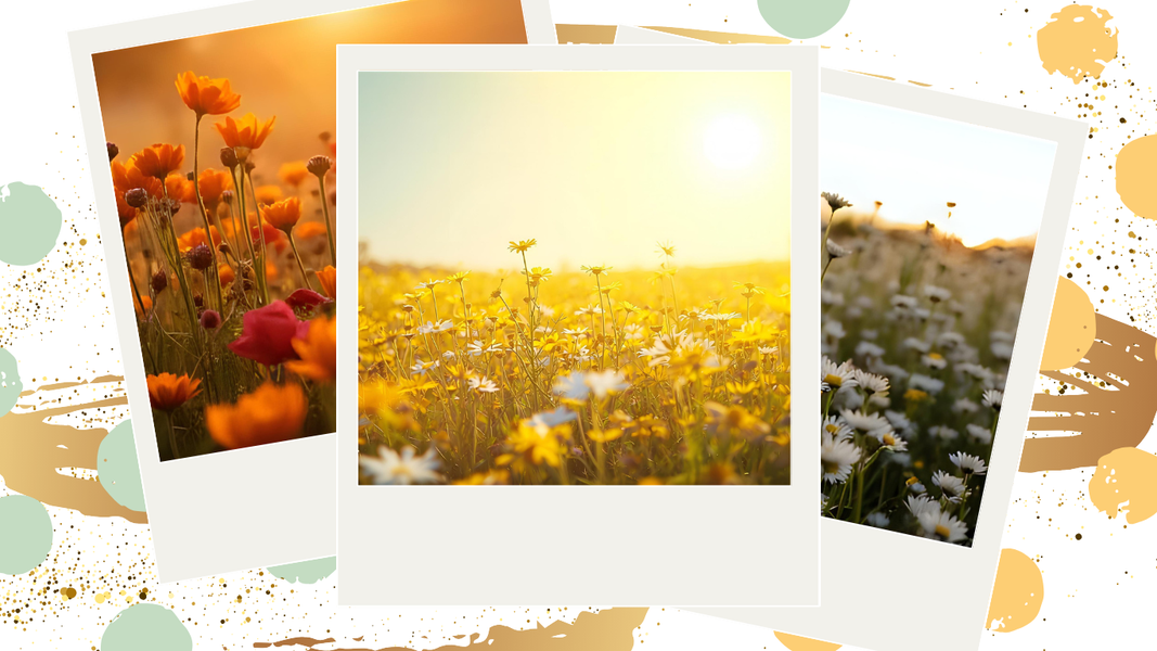 Vibrant lavender fields under a serene blue sky with fluffy clouds and lush green trees.