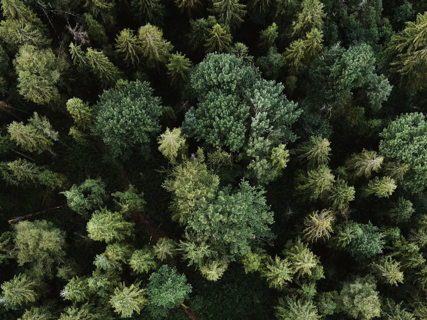 Aerial view of a lush green forest with diverse tree species, representing natural healing in Healing Balms.