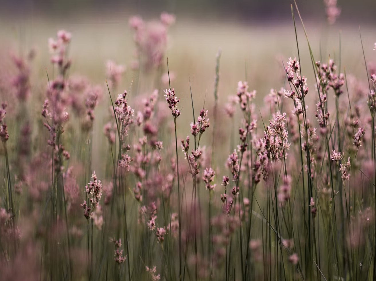 Field of pink wildflowers swaying gently in the breeze.