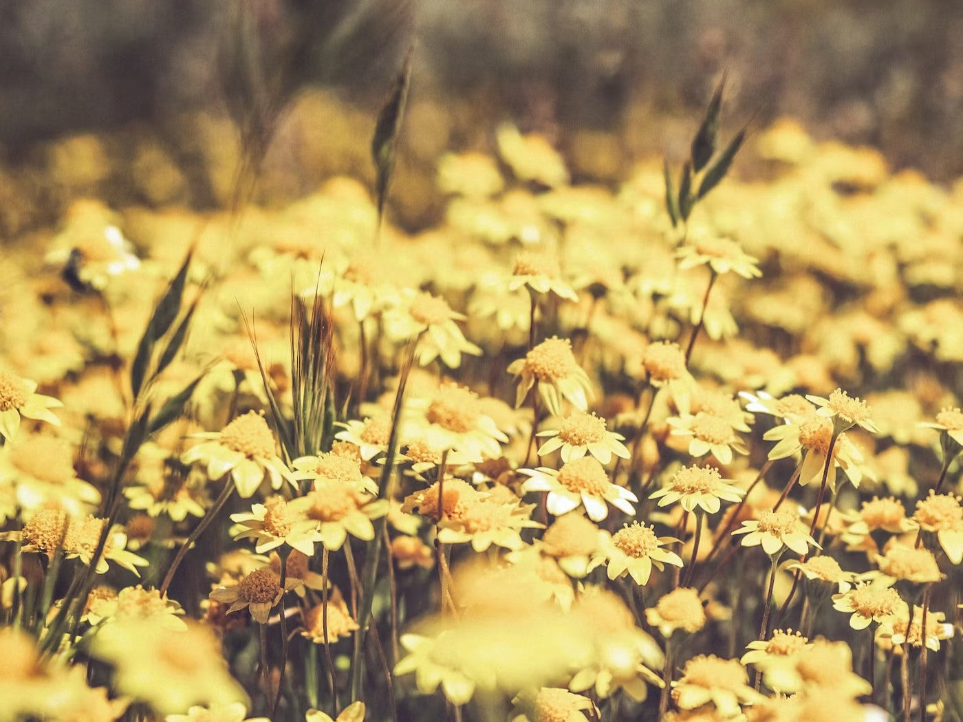 Vibrant field of yellow flowers representing nature's beauty and tranquility for Ritual Bath Soaks.