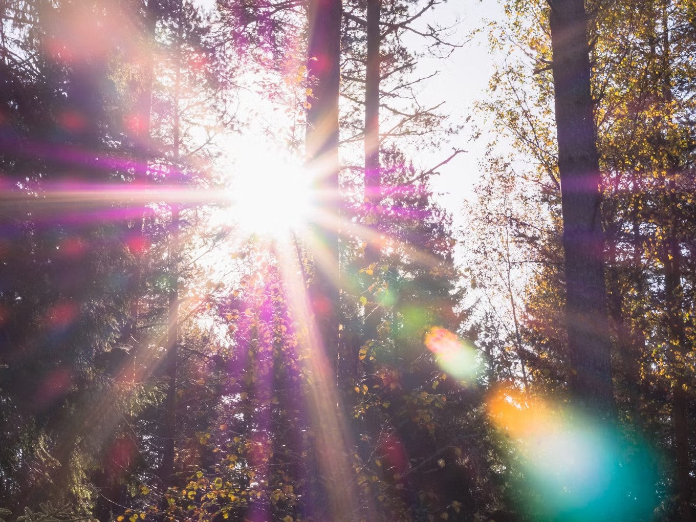 Sunlight filtering through trees with vibrant lens flares, evoking a peaceful atmosphere for Sacred Mat Mists collection.
