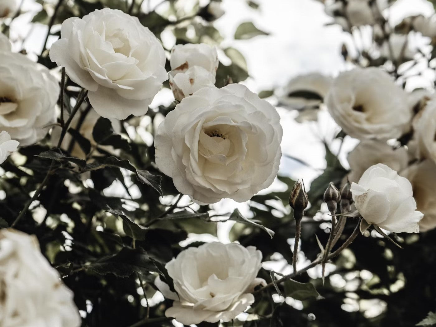 Beautiful white roses blooming in a garden, symbolizing luxury and natural beauty.