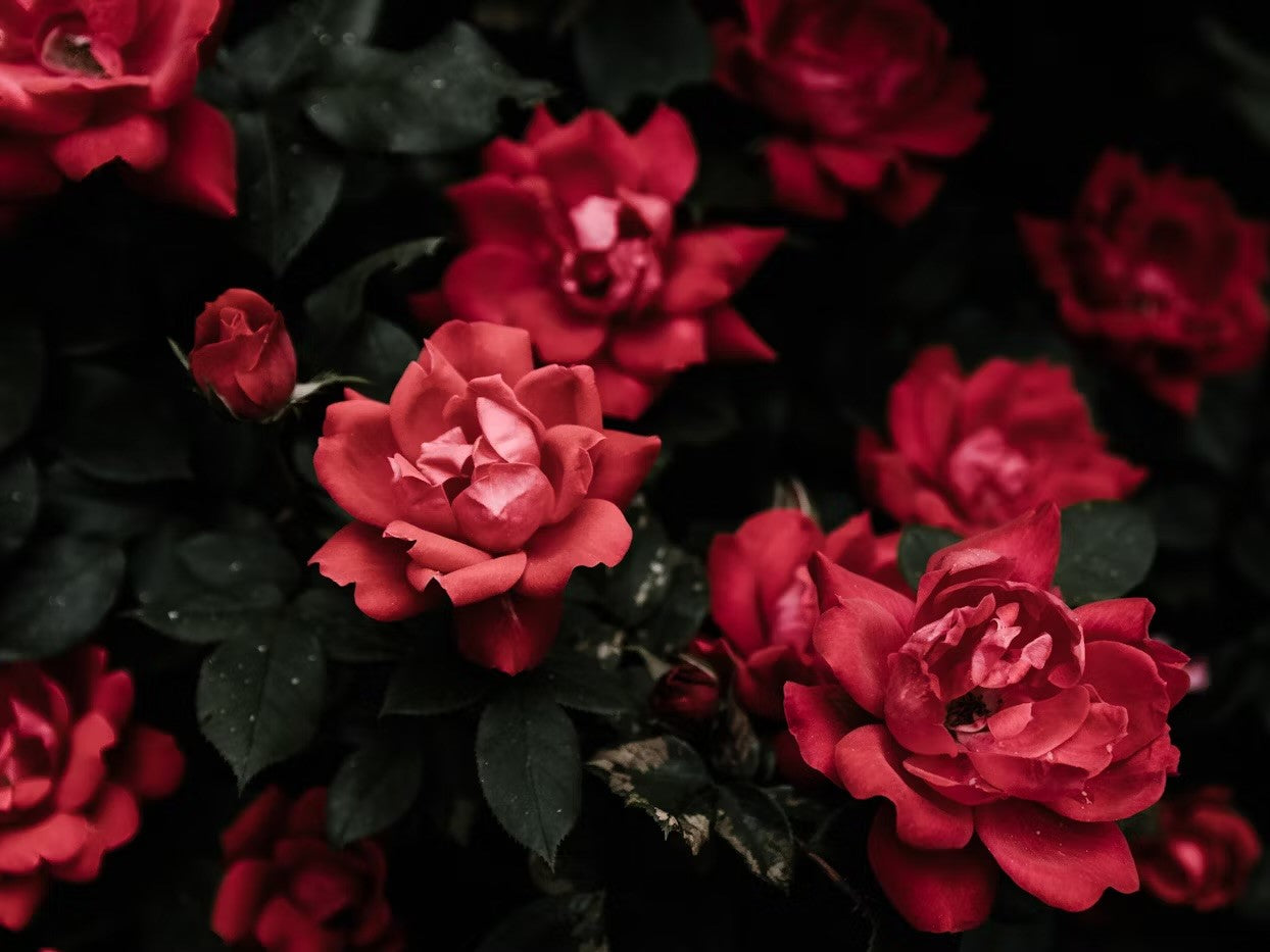 Beautiful red roses blooming amidst dark green foliage.