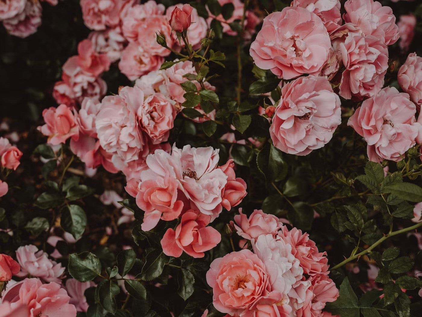 Collection of pink roses representing beauty and nature, ideal for promoting Ritual Oil Sprays.