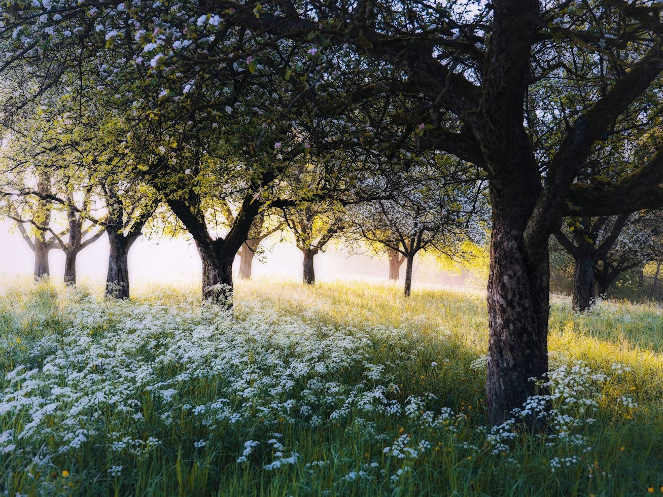 Body + Comfort Collection - Serene view of trees surrounded by lush white flowers in a tranquil field.