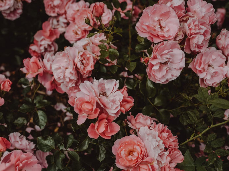 Vibrant lavender fields under a serene blue sky with fluffy clouds and lush green trees.
