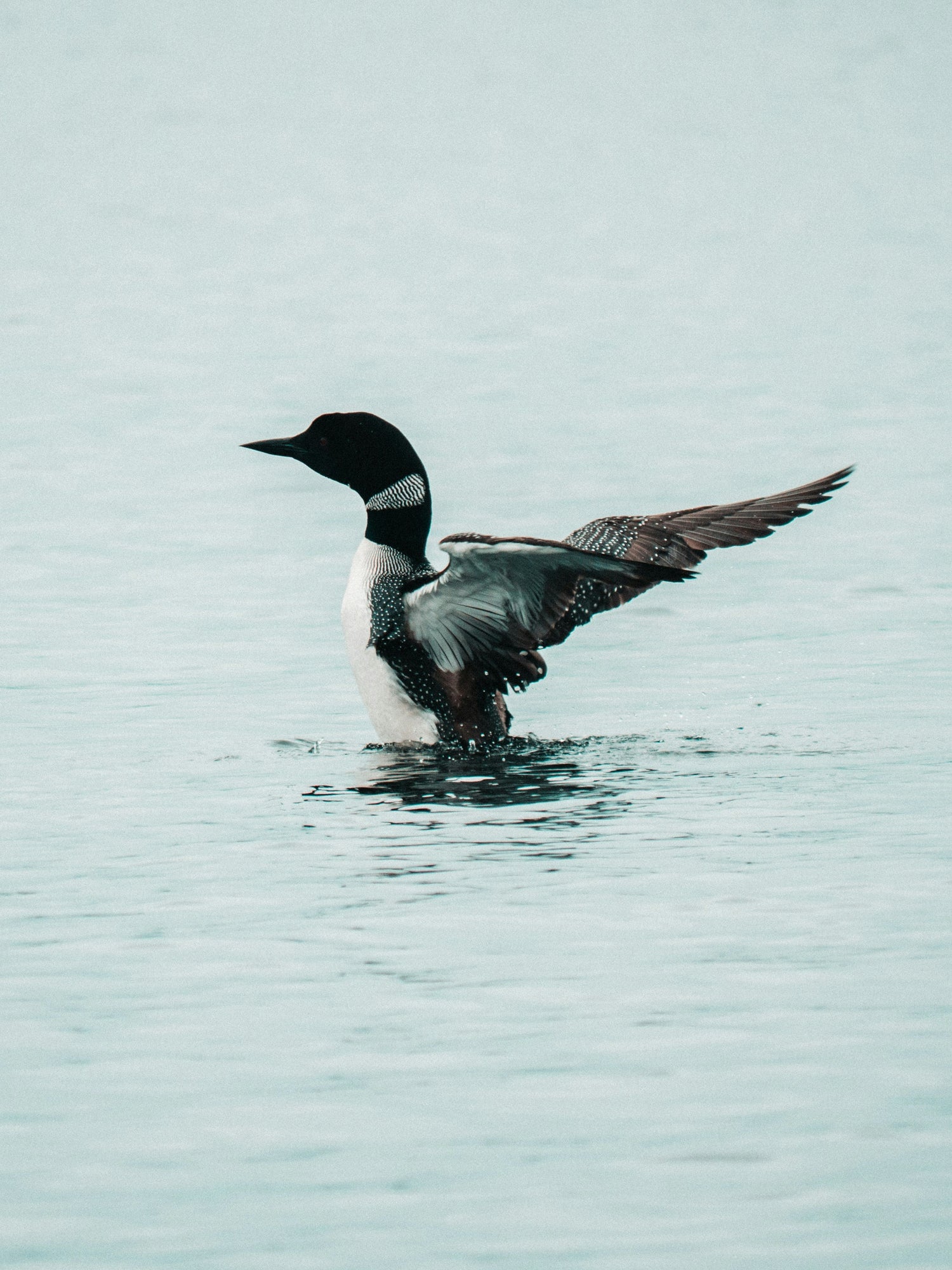 A vibrant Common Loon stretching its wings while floating on a calm lake.