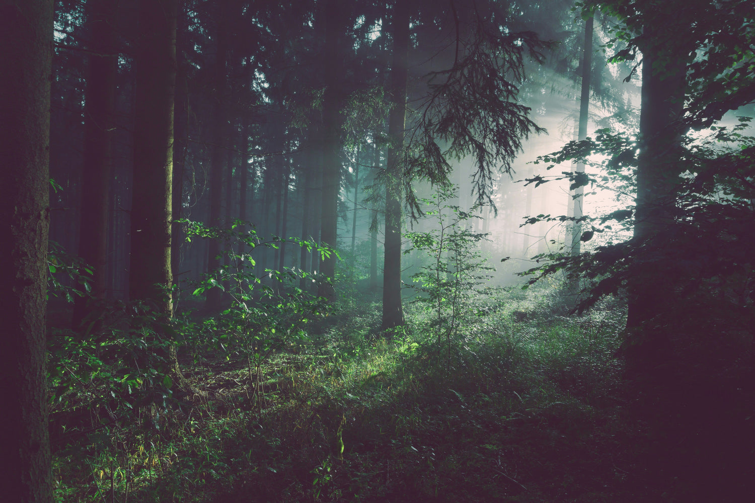 Misty forest landscape with sunlight filtering through trees, showcasing nature's tranquility and beauty.