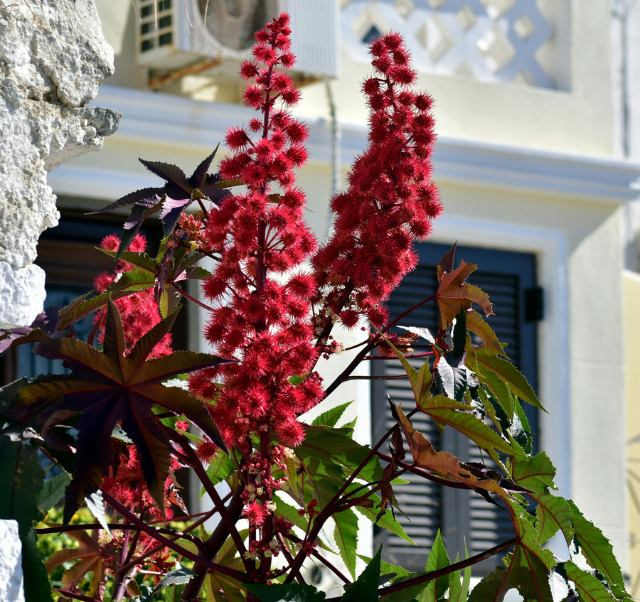 A close-up of a castor plant with tall clusters of bright red flowers and palmate green leaves, growing in front of a white stucco building with dark shutters.
