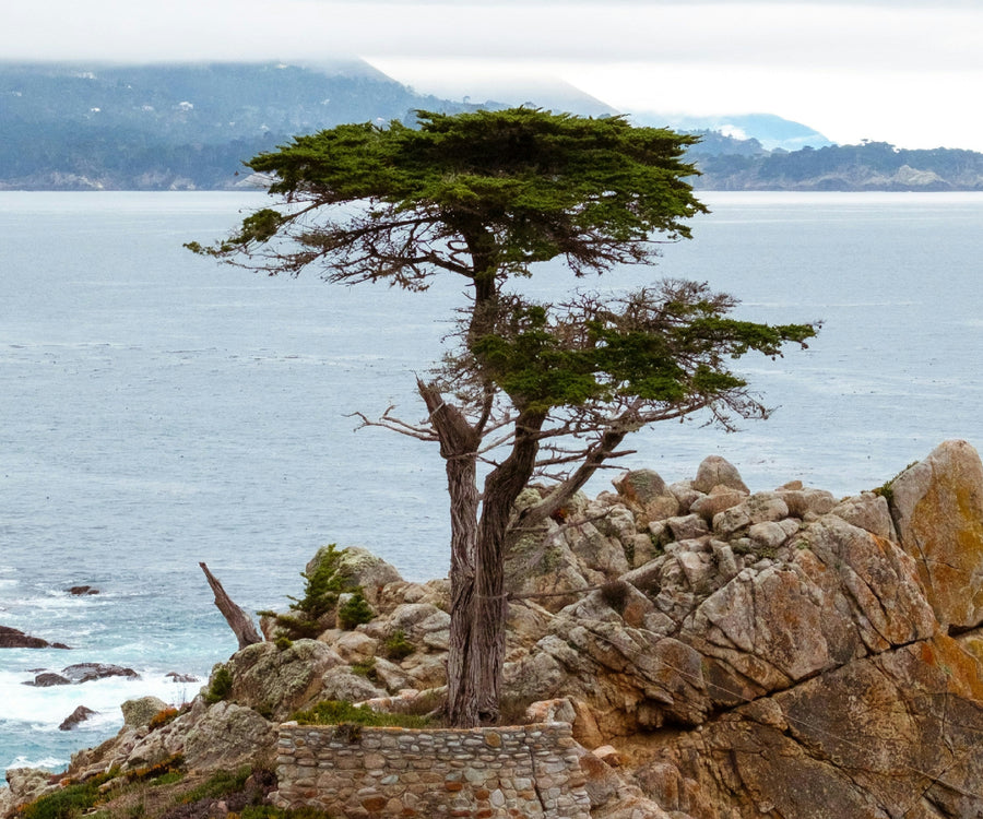 A coastal landscape print featuring the famous single cypress tree on a rocky cliff overlooking the ocean under an overcast sky.