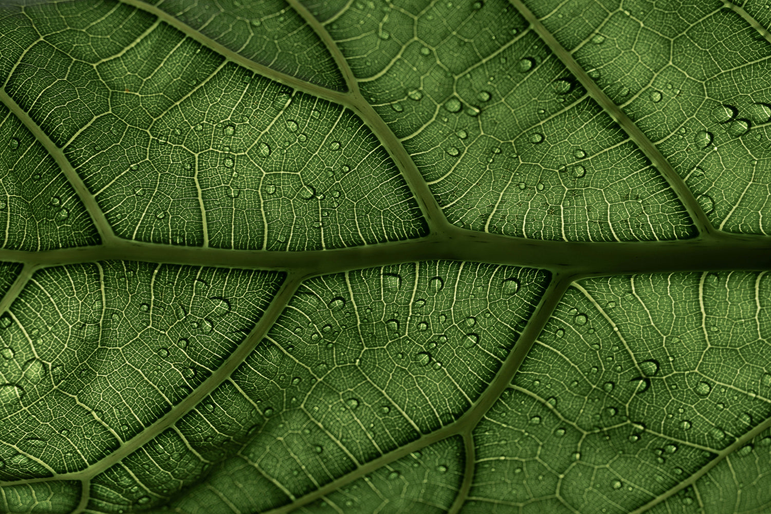 Close-up of a green leaf with water droplets