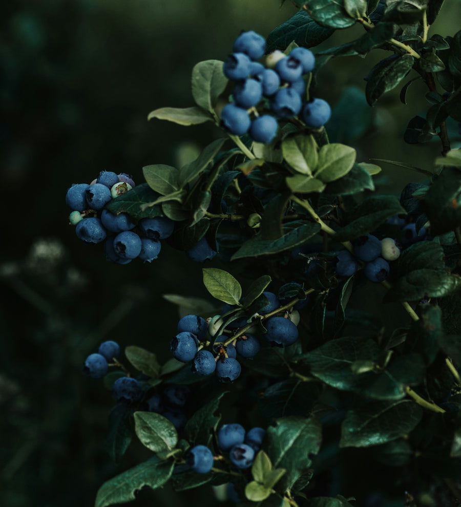 Close-up of blueberry bushes with clusters of ripe blue berries and green leaves in a dark, natural outdoor setting.